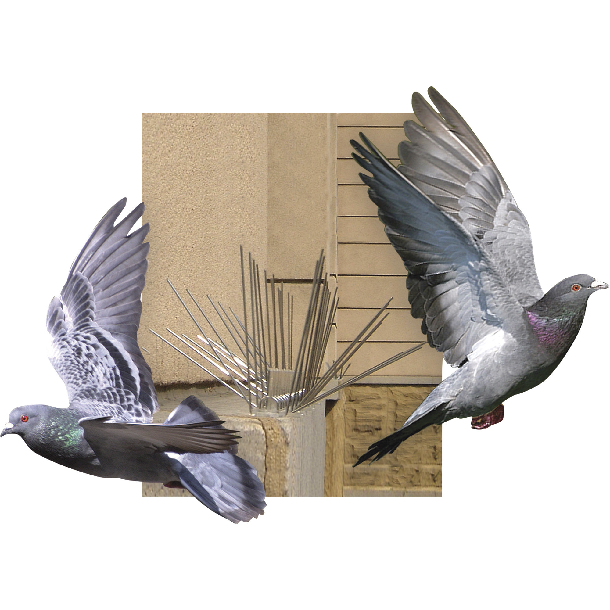 BirdX Stainless Steel Bird Spikes — 50ft.L x 5in.W, Model STS50