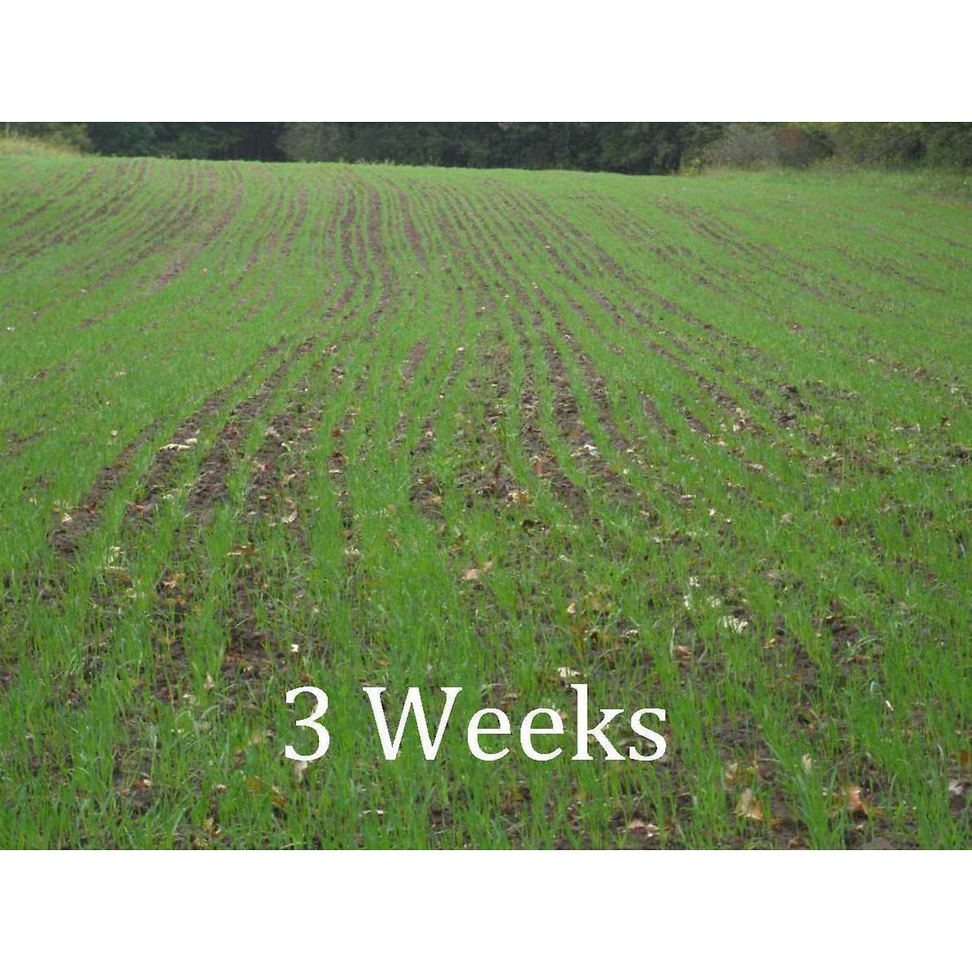Field Tuff 48in.W 3Point Seeder, 2in. Max. Depth, Model FTF483PTS