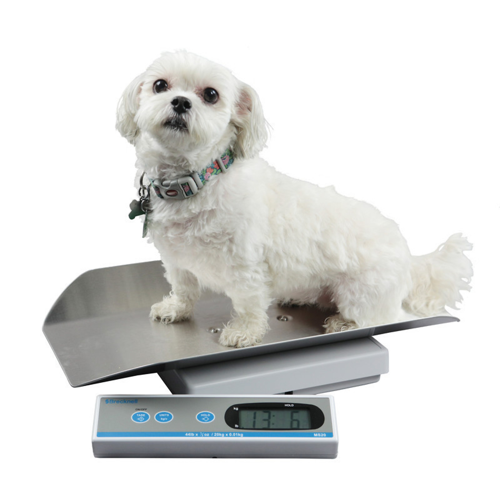 Brecknell MS-20S Veterinary Scale