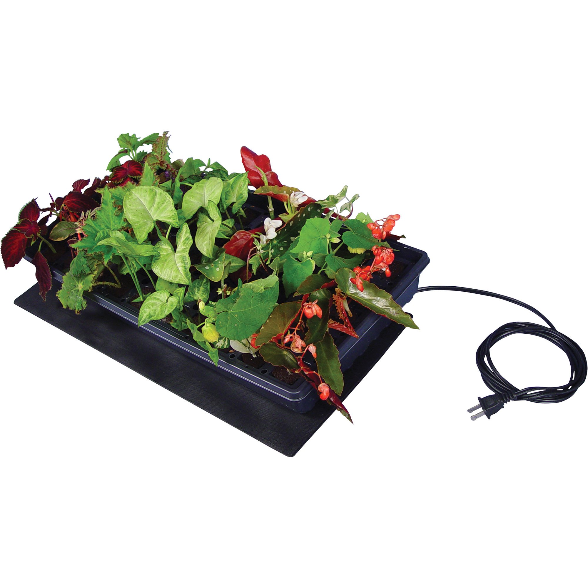 Brown & Seedling DA'S Thermal 定価30800円 Brown & Seedling DA'S Thermal 定価30800円 Amazon.com