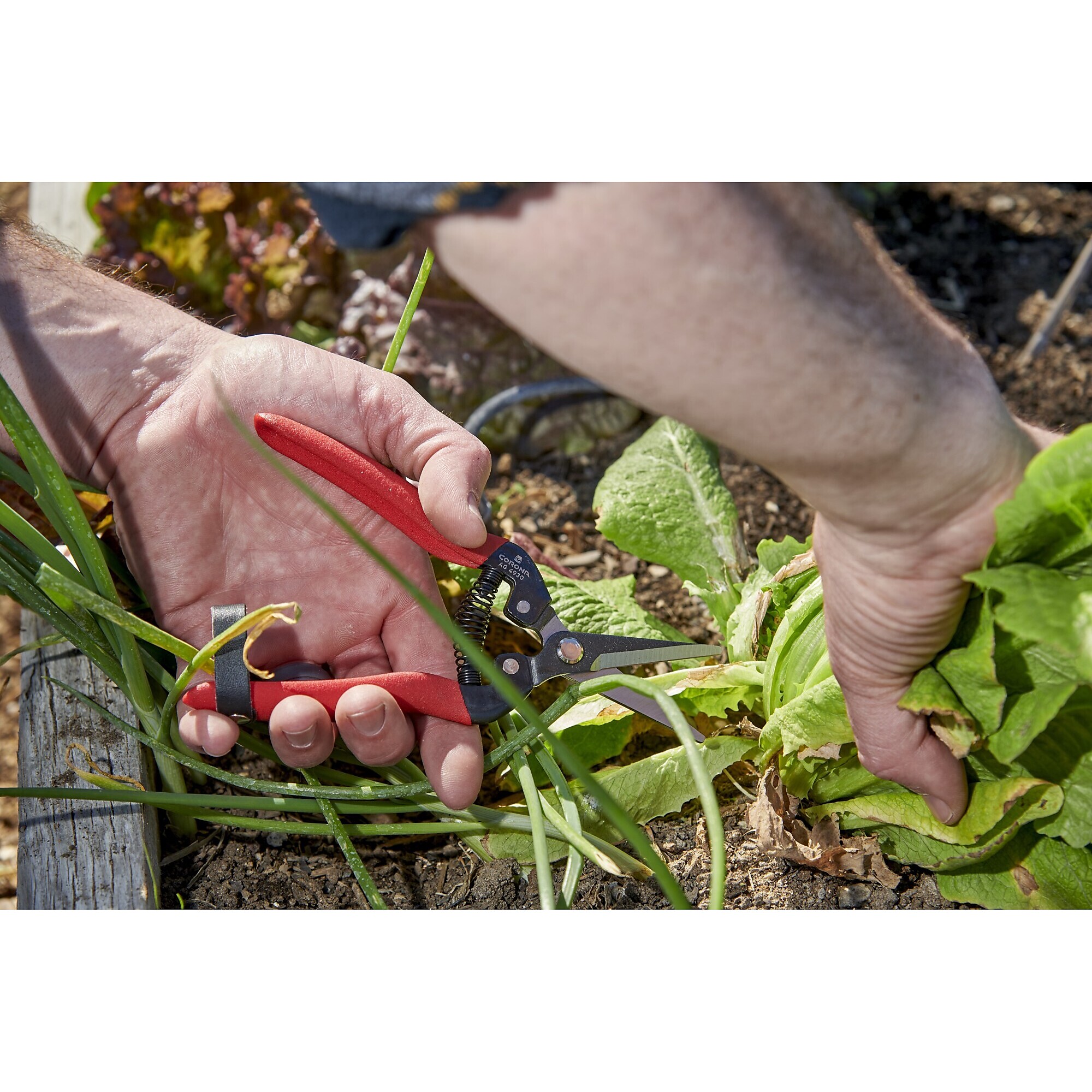 Corona AG 4930 Long Straight Snip - Thumbnail 5